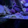 A collection of anemones and crabs in a tank. This crab looks a bit guilty to me.