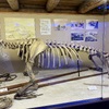 Walrus skeleton.