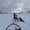 The temperature was barely freezing, so every time we stopped the dogs would roll in the snow to cool down.