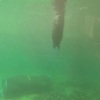 There were five seals in the aquarium (three harbour seals of which one was a six-month-old baby, and two huge bearded seals). I think this was the baby, hanging suspended in the water with its head out.