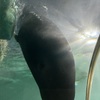 Absolute unit of a bearded seal, again seen from below with her head sticking out of the water.