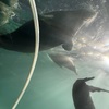 Three of the seals. They were darting around very quickly.