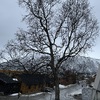 View from just outside the Arctic Cathedral, mainly featuring a bare tree but with a majestic mountain visible in the distance.